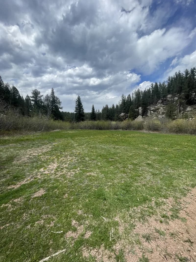 A green meadow under a broad cloudy sky, with pine trees along the far edge
